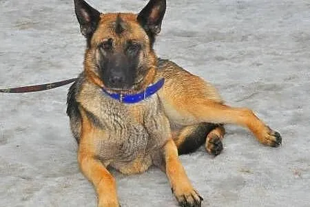 SZILA - piękna, 2 letnia sunia owczarka niemieckiego do adopcji,  mazowieckie Warszawa