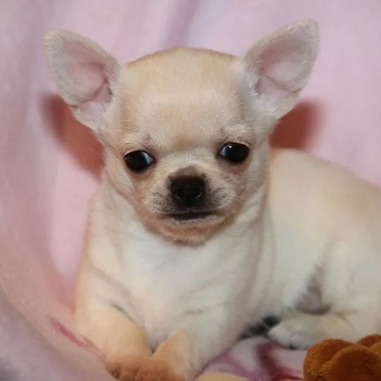 Szczeniak chihuahua, 4 miesiące, szuka nowego domu., Mazowieckie, Pruszków