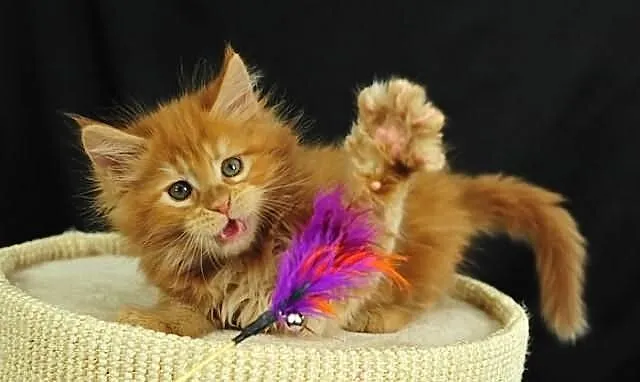 Maine coon kocięta do adopcji//**//