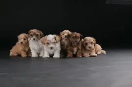 Hawańczyk Bichon Piękne zarejestrowane szczenięta na sprzedaż