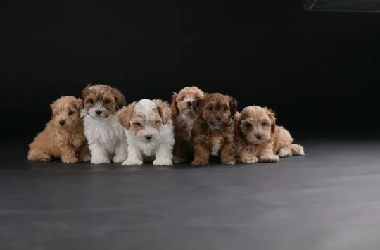 Hawańczyk Bichon Piękne zarejestrowane szczenięta na sprzedaż