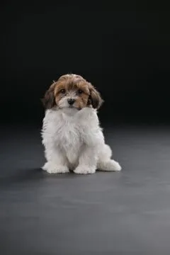Hawańczyk Bichon Piękne zarejestrowane szczenięta na sprzedaż, Mazowieckie, Warszawa