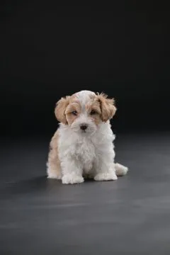 Hawańczyk Bichon Piękne zarejestrowane szczenięta na sprzedaż, Mazowieckie, Warszawa