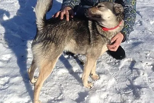 Srebrzysta Gerda pokocha człowieka od zaraz,  mazo