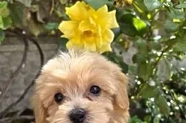 Sprzedam pieski Maltipoo