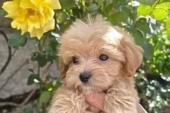 Sprzedam pieski Maltipoo, Świętokrzyskie, Porąbki