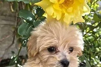 Sprzedam pieski Maltipoo, Świętokrzyskie, Porąbki
