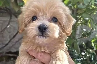Sprzedam pieski Maltipoo, Świętokrzyskie, Porąbki