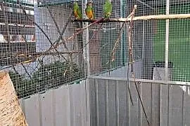 Sprzedam 3 samce Afrykanka Senegalska