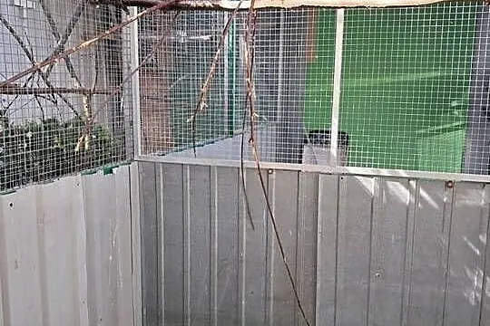 Sprzedam 3 samce Afrykanka Senegalska, Małopolskie, Kraków