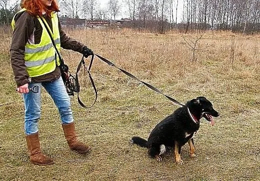 Jędruś - energiczny młody psiak szuka nowego domu,