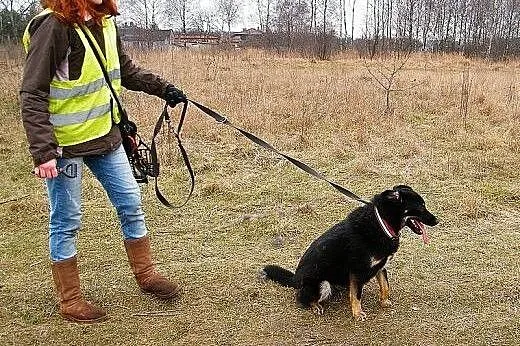 Jędruś - energiczny młody psiak szuka nowego domu,