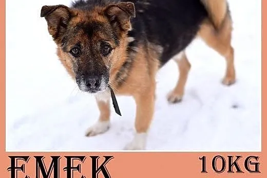 11kg,mały,dzielny piesek EMEK do domu z ogródkiem.ADOPCJA,  dolnośląskie Wrocław