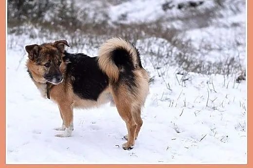 11kg,mały,dzielny piesek EMEK do domu z ogródkiem.