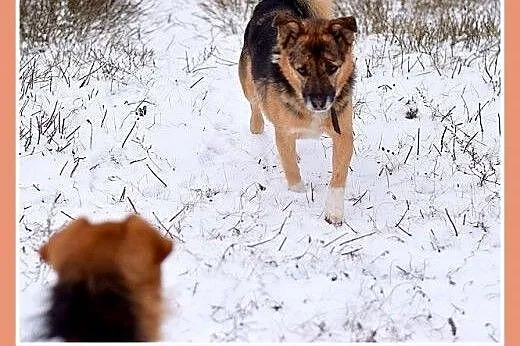 11kg,mały,dzielny piesek EMEK do domu z ogródkiem.