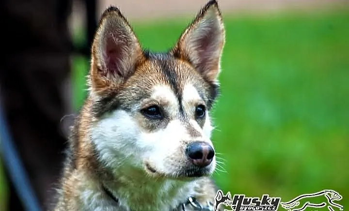 Shina - cudowna suczka mix husky