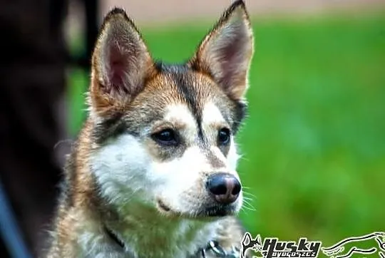 Shina - cudowna suczka mix husky