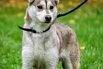 Shina - cudowna suczka mix husky