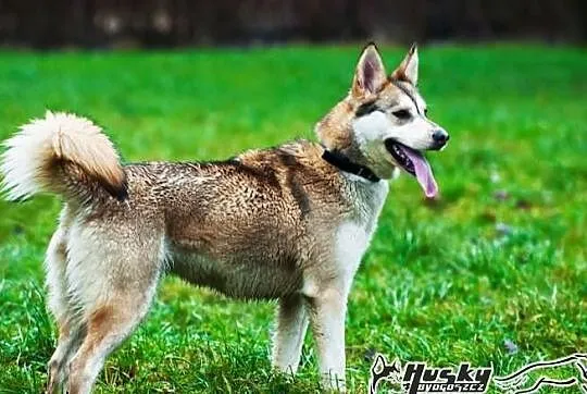 Shina - cudowna suczka mix husky