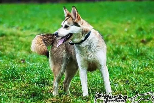 Shina - cudowna suczka mix husky