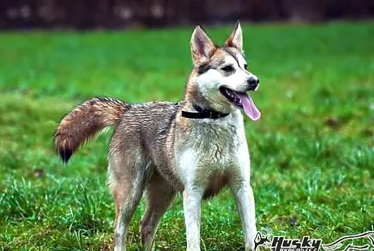 Shina - cudowna suczka mix husky