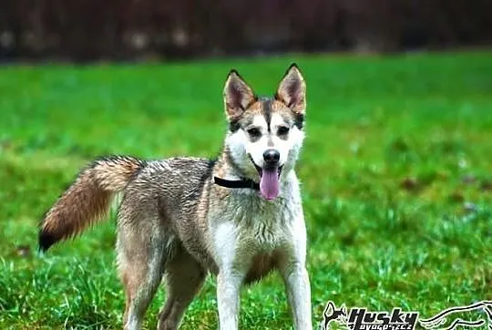 Shina - cudowna suczka mix husky