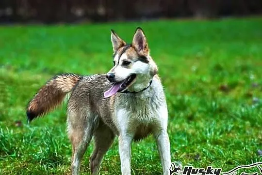 Shina - cudowna suczka mix husky