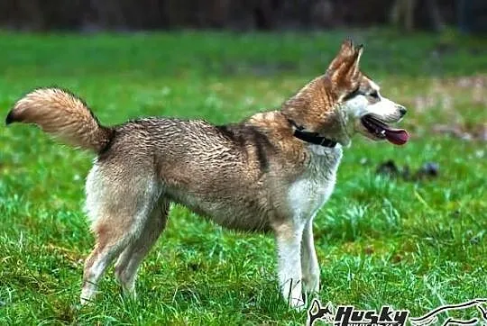 Shina - cudowna suczka mix husky