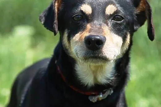 Tusia, mała, łagodna, spokojna suczka ADOPCJA,  małopolskie Kraków