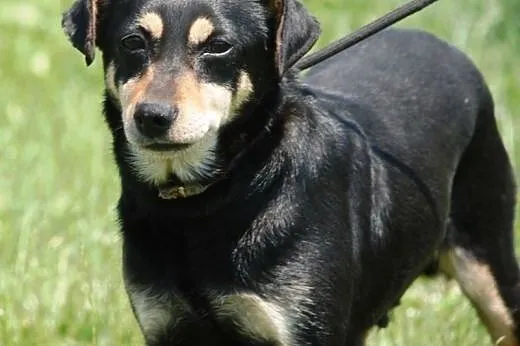 Tusia, mała, łagodna, spokojna suczka ADOPCJA,  ma