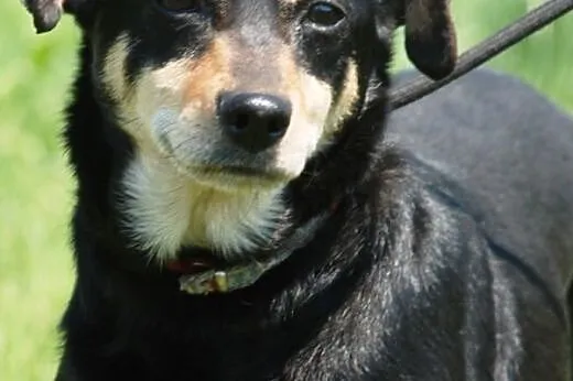 Tusia, mała, łagodna, spokojna suczka ADOPCJA,  ma