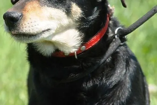 Tusia, mała, łagodna, spokojna suczka ADOPCJA,  ma