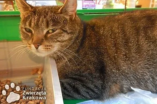 Kochana bura koteczka,  małopolskie Kraków