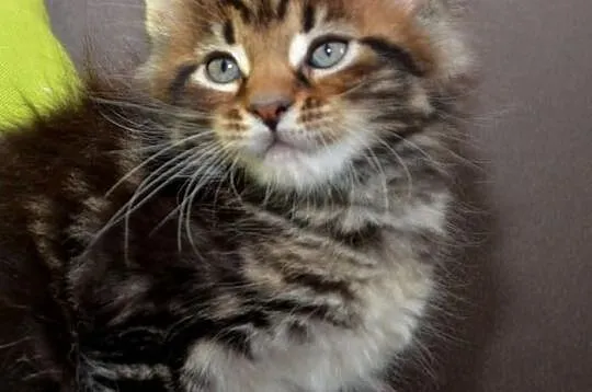 Kocięta Maine Coon