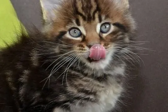 Kocięta Maine Coon