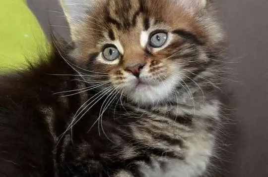Kocięta Maine Coon