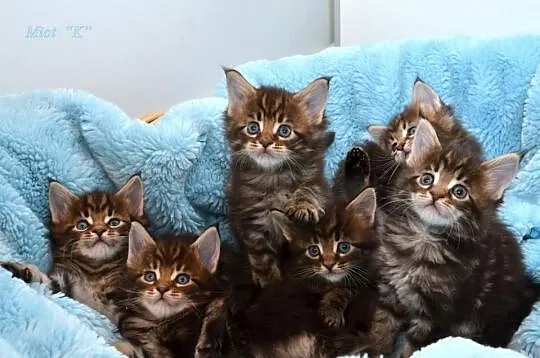 Kocięta Maine Coon