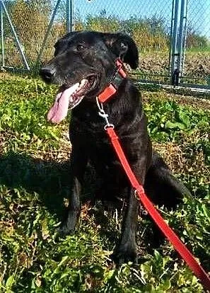 SIMBA - starszy, kochany, wyrzucony jak śmieć psiak; do adopcji, małopolskie Kraków, Małopolskie, Kraków
