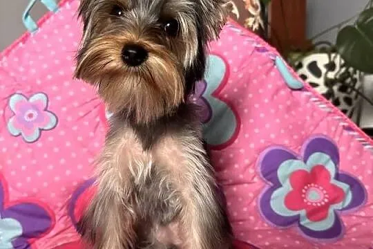 Suczką Yorkshire Terrier