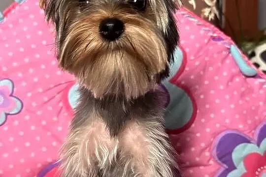 Suczką Yorkshire Terrier, Śląskie, Czeladź