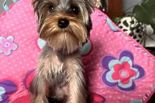 Suczką Yorkshire Terrier, Śląskie, Czeladź