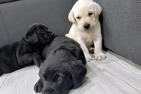 Labrador retriever, Małopolskie, Słopnice