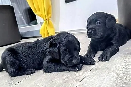 Labrador retriever, Małopolskie, Słopnice