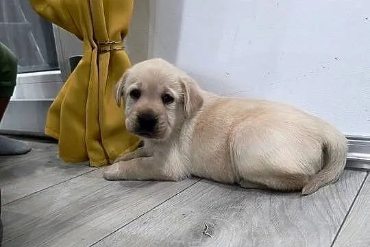 Labrador retriever, Małopolskie, Słopnice
