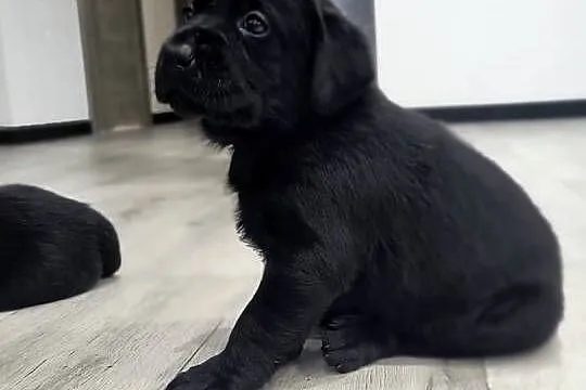 Labrador retriever, Małopolskie, Słopnice