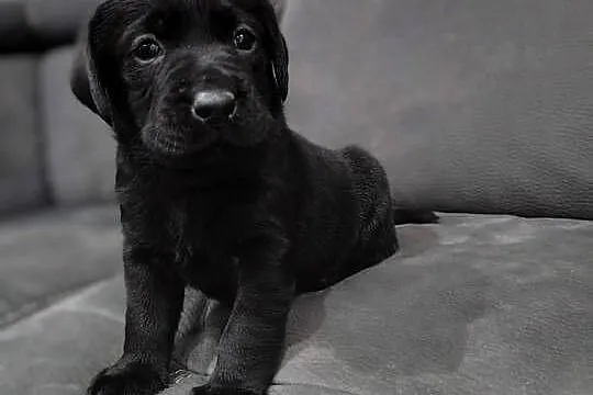 Labrador retriever, Małopolskie, Słopnice