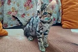 sprzedam koty Bengalskie