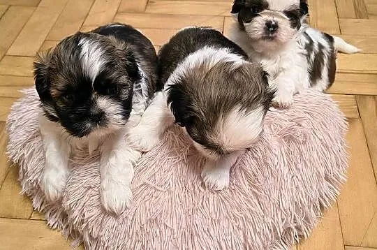 Szczenięta shih tzu z rodowodem