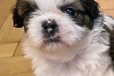 Szczenięta shih tzu z rodowodem, Mazowieckie, Zwoleń