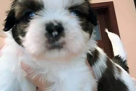 Szczenięta shih tzu z rodowodem, Mazowieckie, Zwoleń